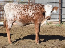 Pacific Cowboy 40 x Top Starlet